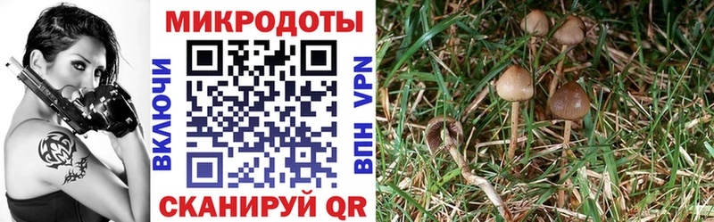 Псилоцибиновые грибы GOLDEN TEACHER  Сочи 